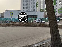 На улице Одесской в Пензе дерево рухнуло на проезжую часть