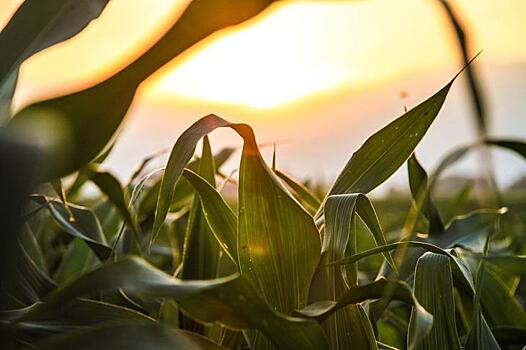 Министр сельского хозяйства ЮАР отверг ГМ-семена кукурузы Monsanto – противники ГМО празднуют победу