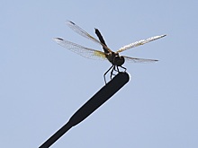 Нашествие стрекоз началось в Новосибирской области с августа-2025