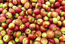 В Подмосковье уничтожили 60 тонн запрещенных польских яблок