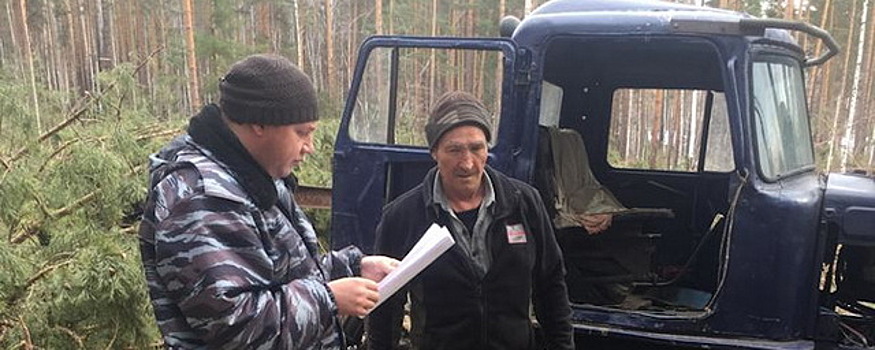 Объем незаконных рубок в Вологодской области снизили до минимума за восемь лет