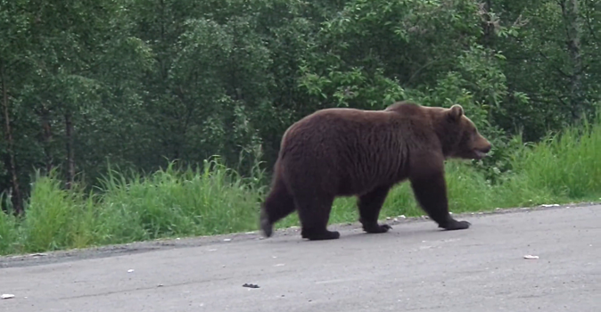 Они выходят за пропитанием к людям: как медведи захватывают Север