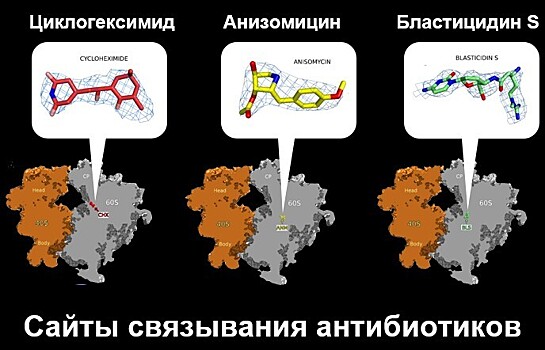 Ученые обнаружили новые мишени для разработки противогрибковых препаратов без побочных эффектов