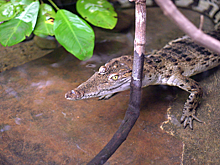 Редчайшего крокодила убили за нападение на смотрительницу