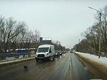В Кимрах пёс возглавил колонну автомобилей