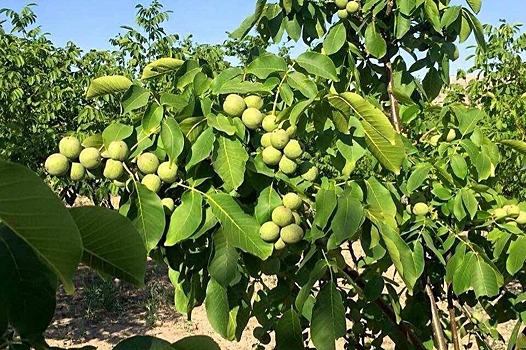 Заброшенные ореховые сады в Ингушетии передадут предпринимателям