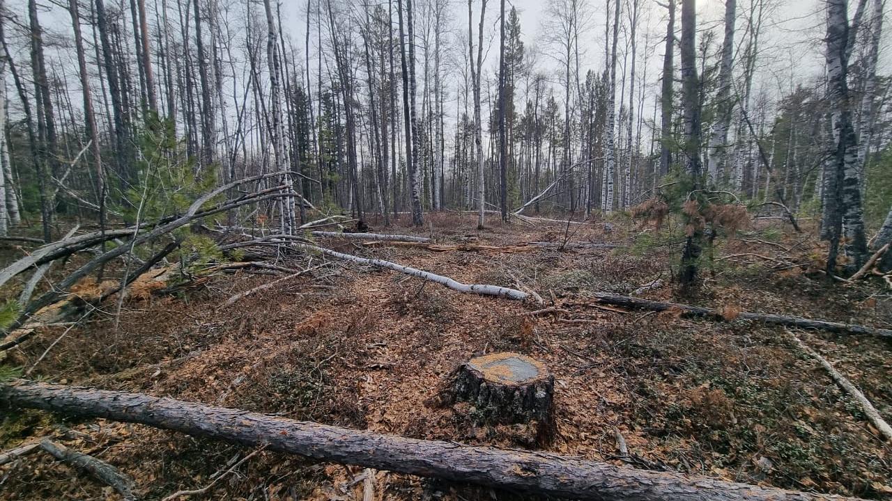 Незаконную рубку свыше 135 сосен и лиственниц раскрыли полицейские в Забайкальском крае