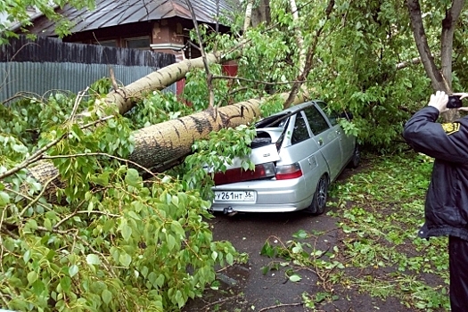 Шпаргалка для водителей: что делать, если на машину упало дерево
