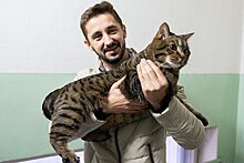 Хозяин кота Виктора предлагает "Аэрофлоту" собрать рабочую группу по перевозке животных