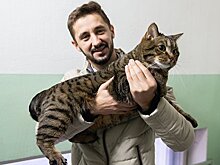 Хозяин кота Виктора предлагает "Аэрофлоту" собрать рабочую группу по перевозке животных