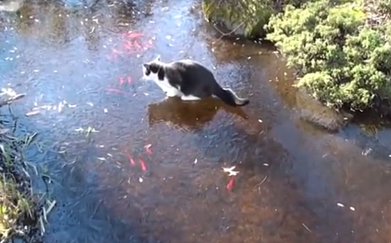 Котенку не удалась подледная рыбалка