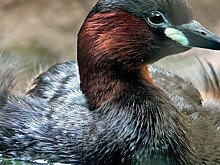 У крейсера «Аврора» поселились две поганки