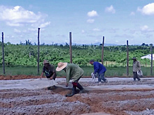 Ведущее направление сельского хозяйства Кубы
