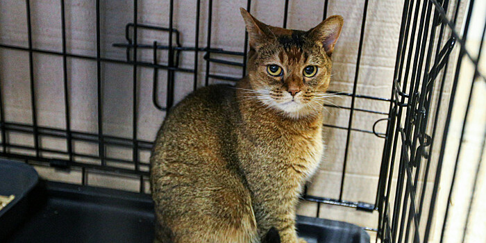 Социальный эксперимент: в Кемерове одиноким пенсионерам предлагают взять бездомных питомцев