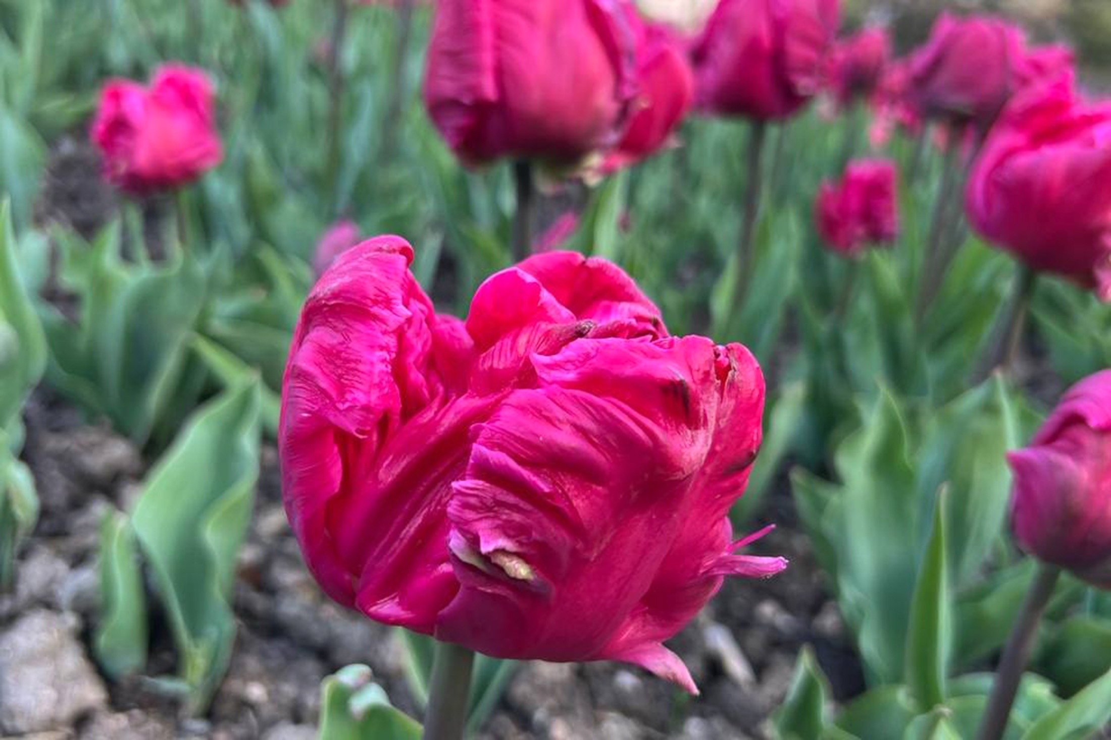 В Крыму проходит парад тюльпанов