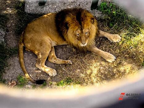 Волгоградцы обнаружили льва в жилом доме