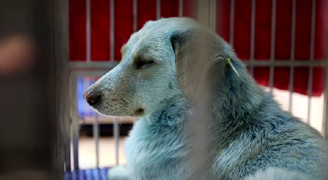 В Нижнем Новгороде появились собаки-мутанты цвета неба