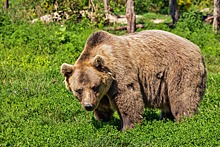 На будущей лыжероллерной трассе в Шаркане заметили следы медведя