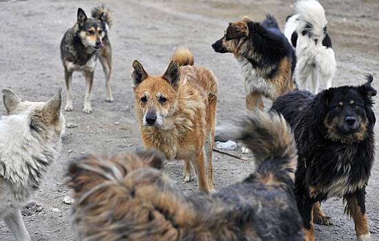 В РФ появится стандарт о переходе дорог животными