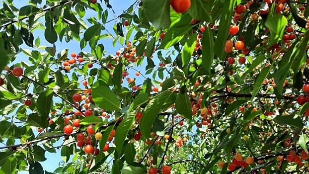 Волгоградский биолог поделился советами о том, какую вишню посадить в саду