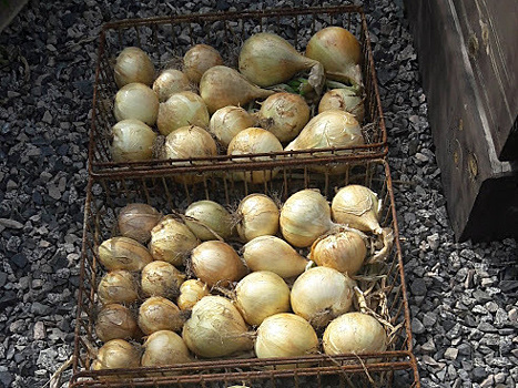 От урожая удовольствие получено изрядное! Порей и 'Эксибишен' через рассаду