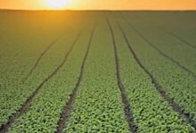 Китайскую ГМО сою с устойчивостью к гербицидам одобрили в Бразилии