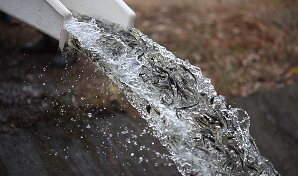 Полмиллиона мальков осетра выпустили в Волгу в Волгоградской области