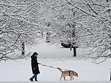 Красноярцев, желающих взять собак из приюта, будут дополнительно проверять