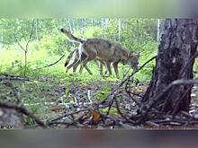 Звериный хит-парад запечатлела фотоловушка в Нерчинском лесу