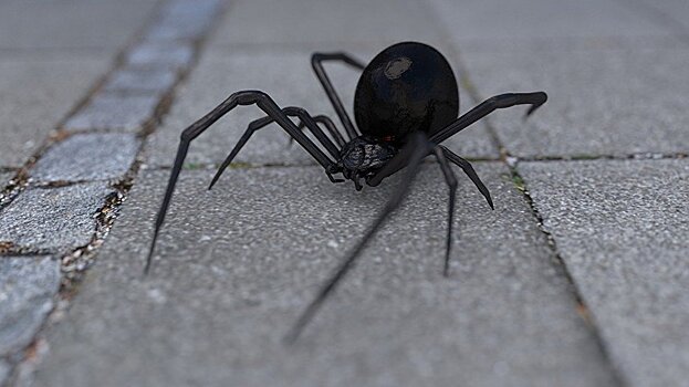 Ученые сняли на видео огромного паука, пожирающего опоссума