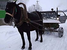 На дорогах Могилевской области появился конемобиль