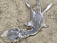 Загадочное морское существо найдено выброшенным на пляж