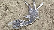 Загадочное морское существо найдено выброшенным на пляж