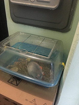 Домашнюю крысу оставили в подъезде на улице Маршала Тухачевского
