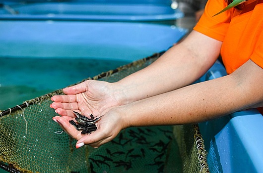 Металлурги Таганрога выпустили в Азовское море 28 тысяч мальков осетра