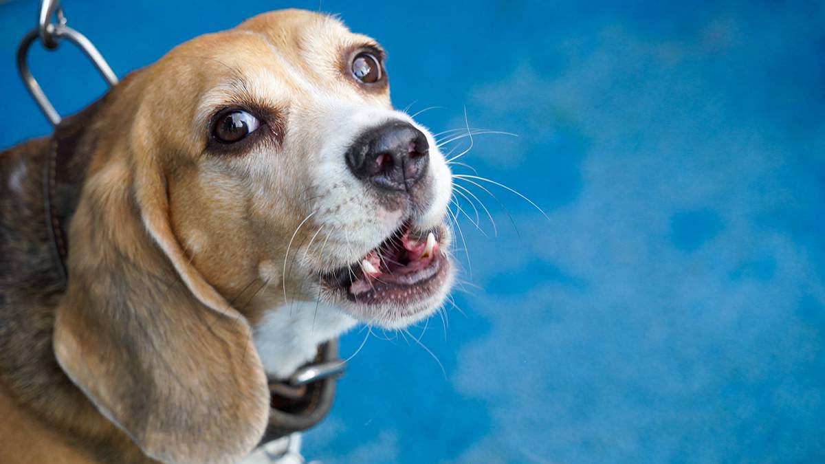 Девятилетняя девочка из ДНР получила от Путина в подарок собаку