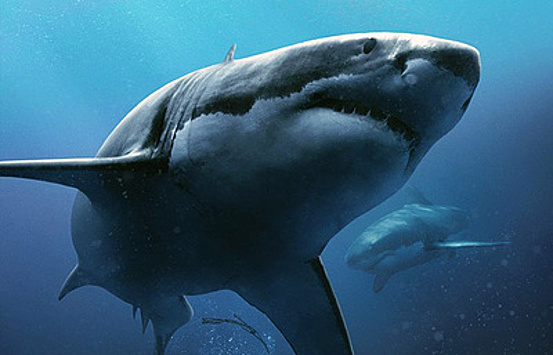 Бездна страха: зрителей снова пугают акулами