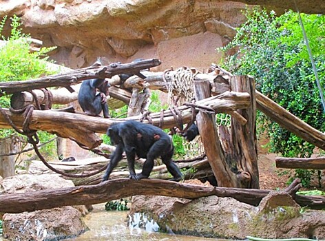 Шимпанзе делятся едой только с друзьями