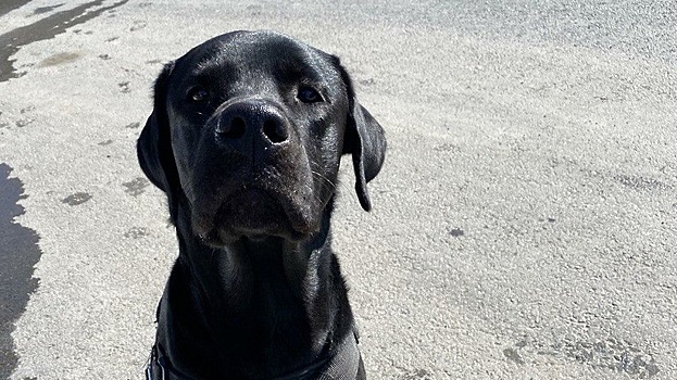 Сезон профилактики домашних животных от клещей стартовал в Подмосковье