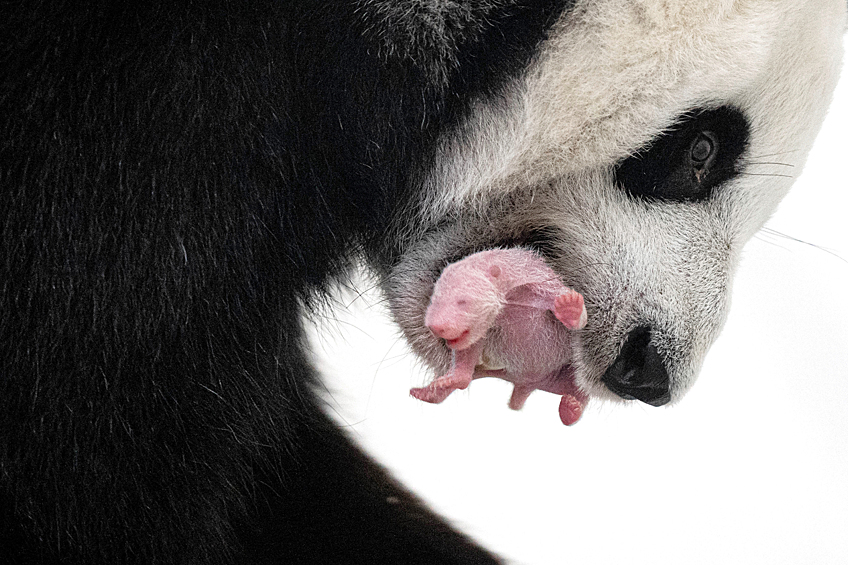 Панда с детёнышем в Московском зоопарке. В Московском зоопарке появился на свет первый в истории России детеныш большой панды, август 2023 года