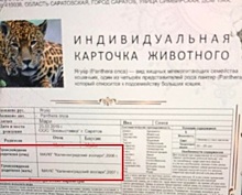 В интернете пытались продать трёхмесячного котёнка от несуществующих “калининградских ягуаров”
