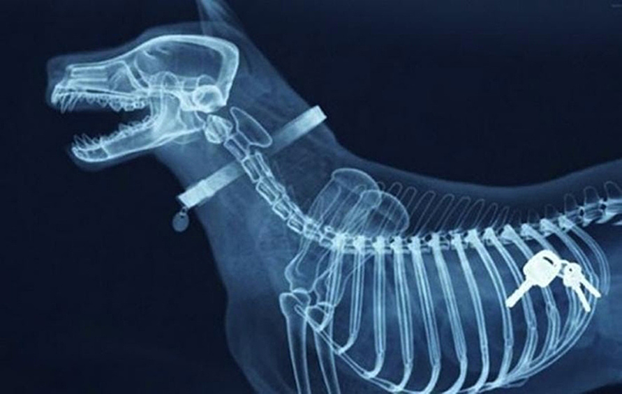 Алиментарный гиперпаратиреоз у кошек. Снимок рентгена собаки. Пневмоторакс у животных на рентгене. Снимок рентгена собаки. Необычные предметы на рентгене.