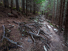 Тайны Аокигахара: лес самоубийц в Японии