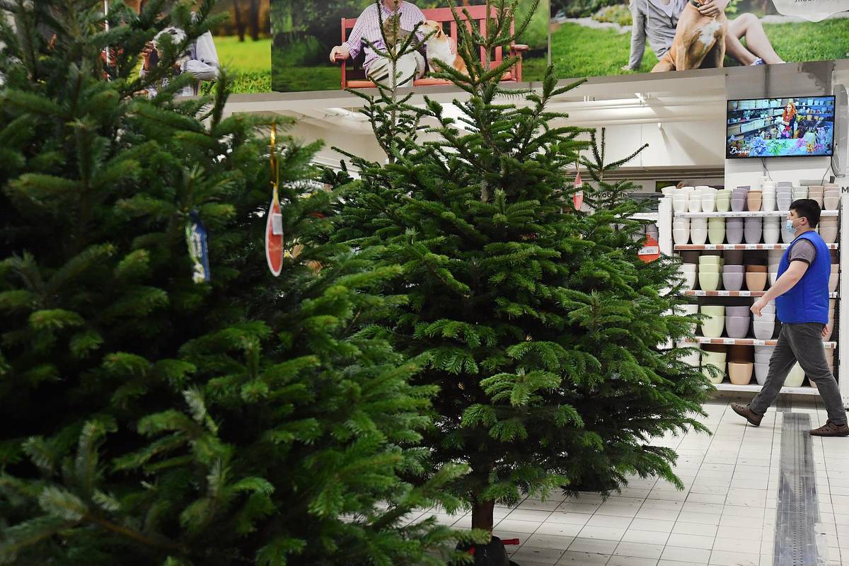 Россиян предупредили об опасных новогодних елках