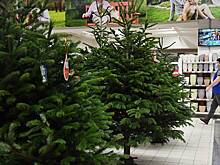 Россиян предупредили об опасных новогодних елках