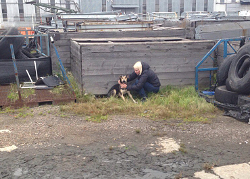 Потеряли живой багаж: собака 9 дней жила на летном поле аэропорта Домодедово