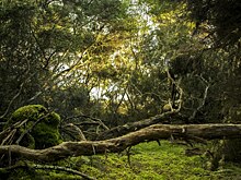 Российский путешественник пропал в колумбийских джунглях