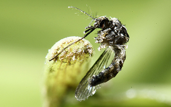 Стало известно, как насекомые-вредители защищаются от пестицидов