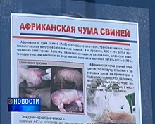 Спецпосты из-за вспышки африканской чумы свиней установили в Учалинском районе