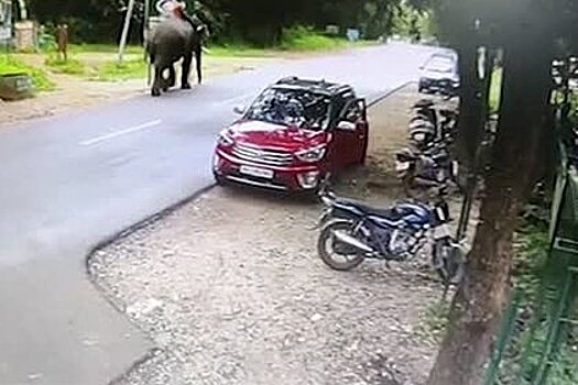Разъяренный слон напал на погонщика и попал на видео